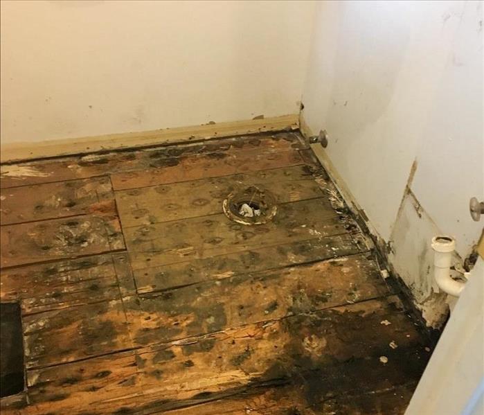 Mold infestation on floor.